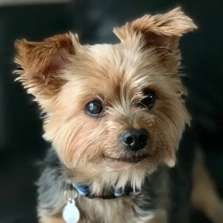 Yorkshire Terrier