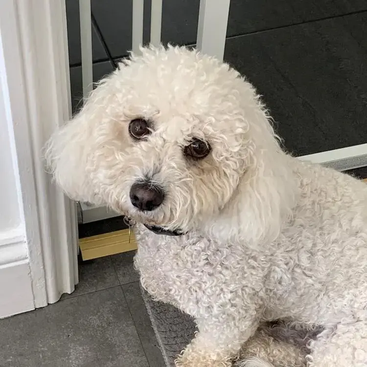 Cavachon