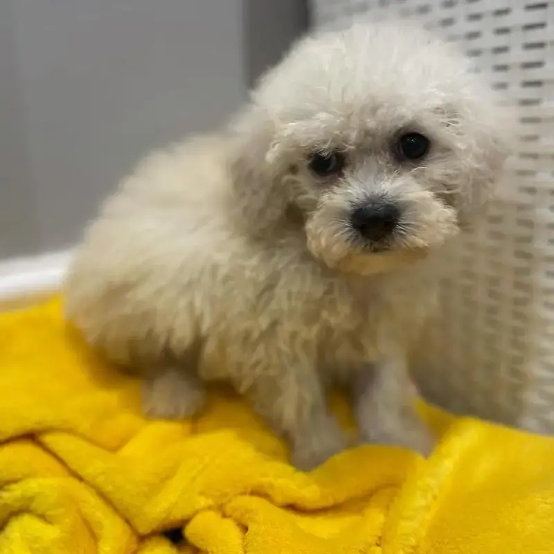 Cavachon