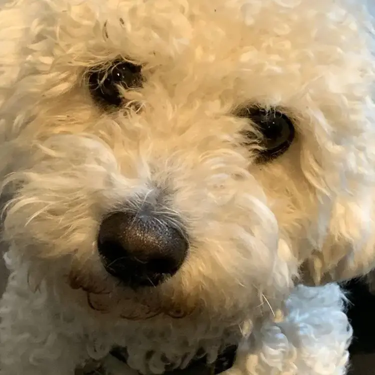 Cavachon