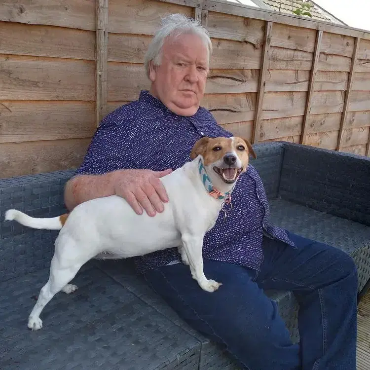 Jack Russell Terrier