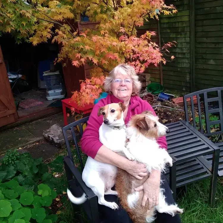 Jack Russell Terrier