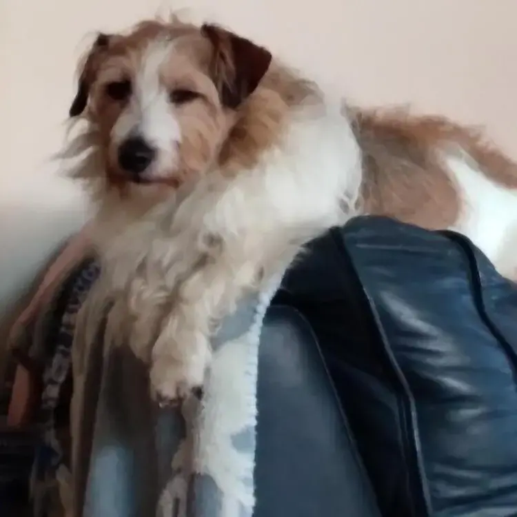 Jack Russell Terrier