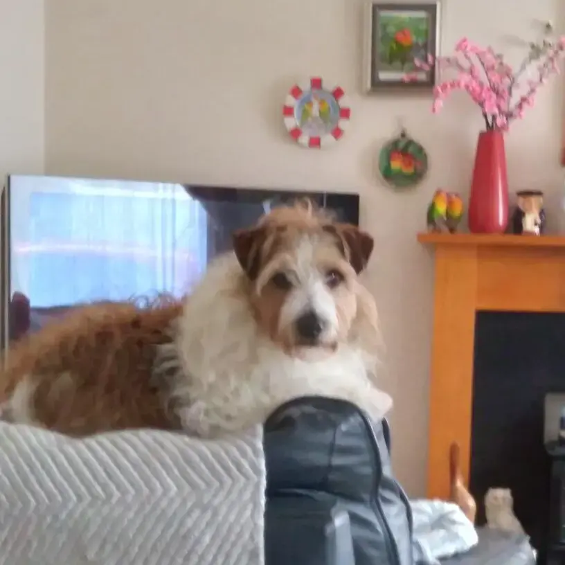 Jack Russell Terrier