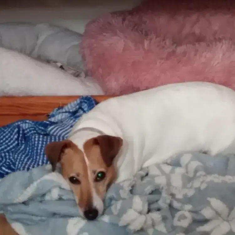 Jack Russell Terrier