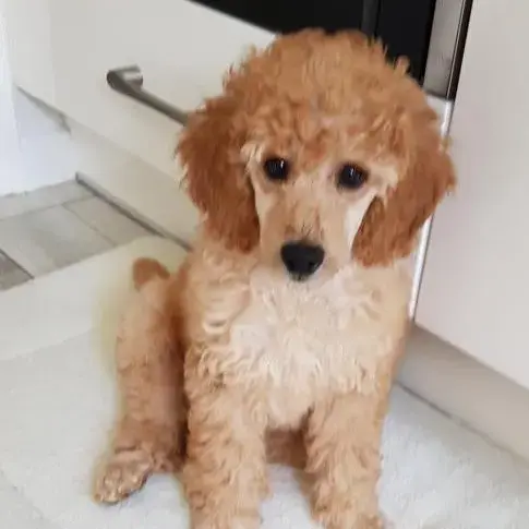Poodle (Miniature)