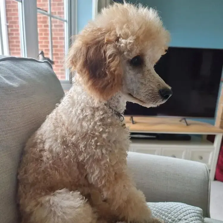 Poodle (Miniature)