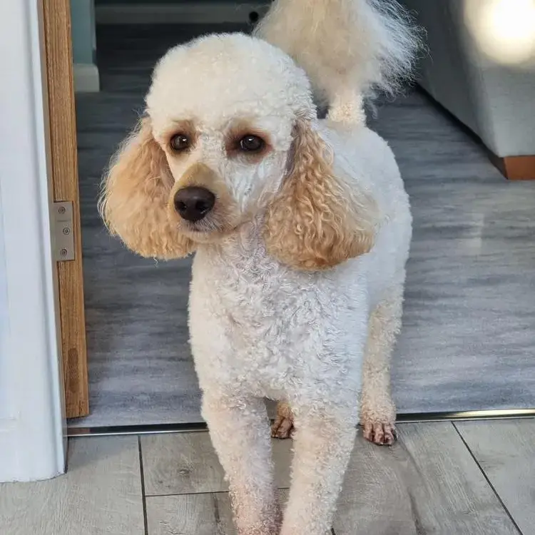 Poodle (Miniature)