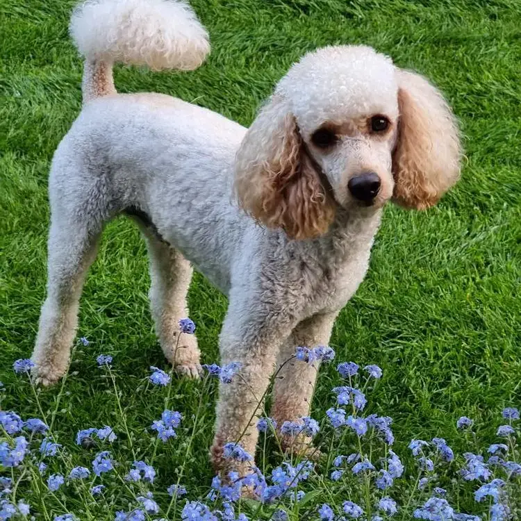 Poodle (Miniature)