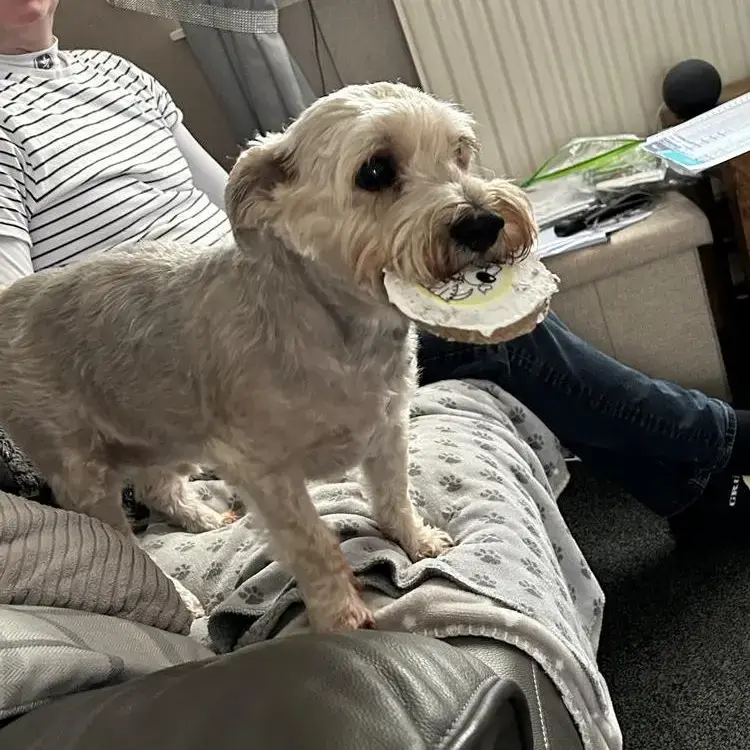 Morkie