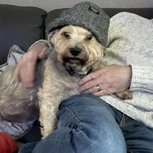 Morkie