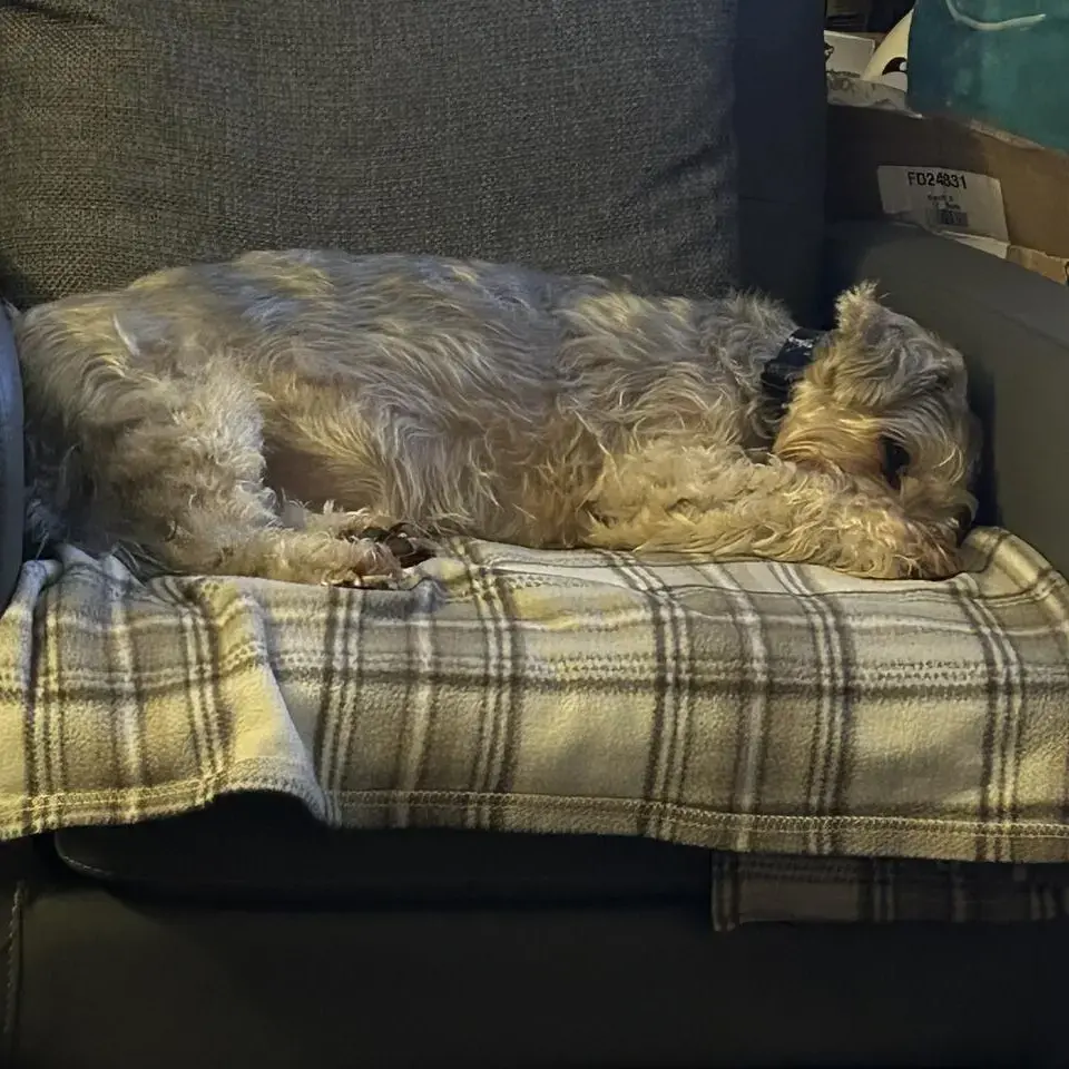 Morkie