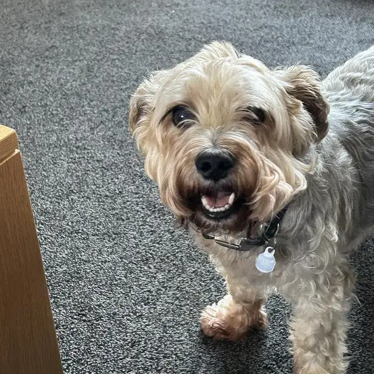 Morkie