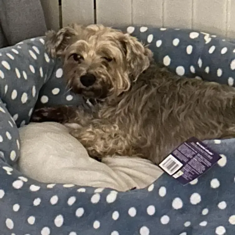 Morkie