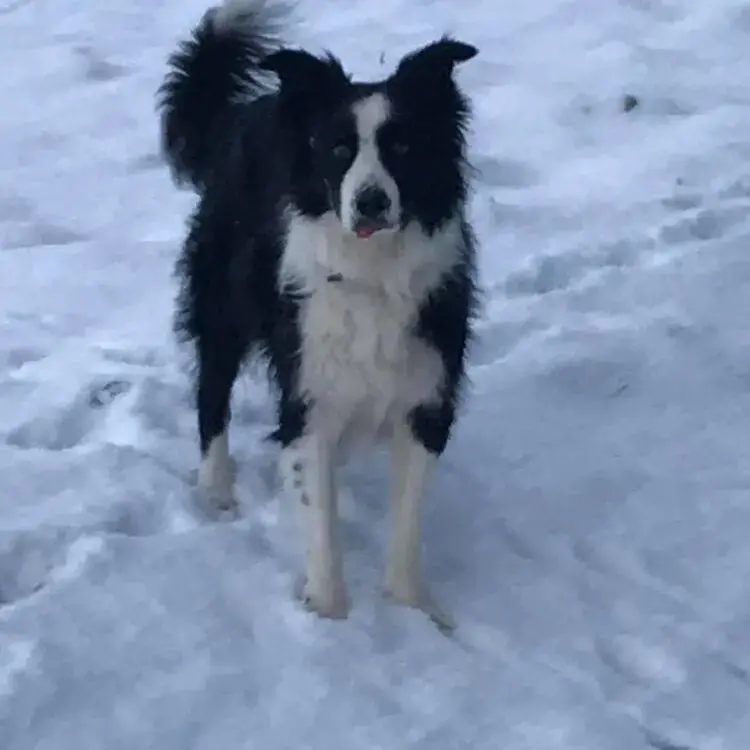 Border Collie