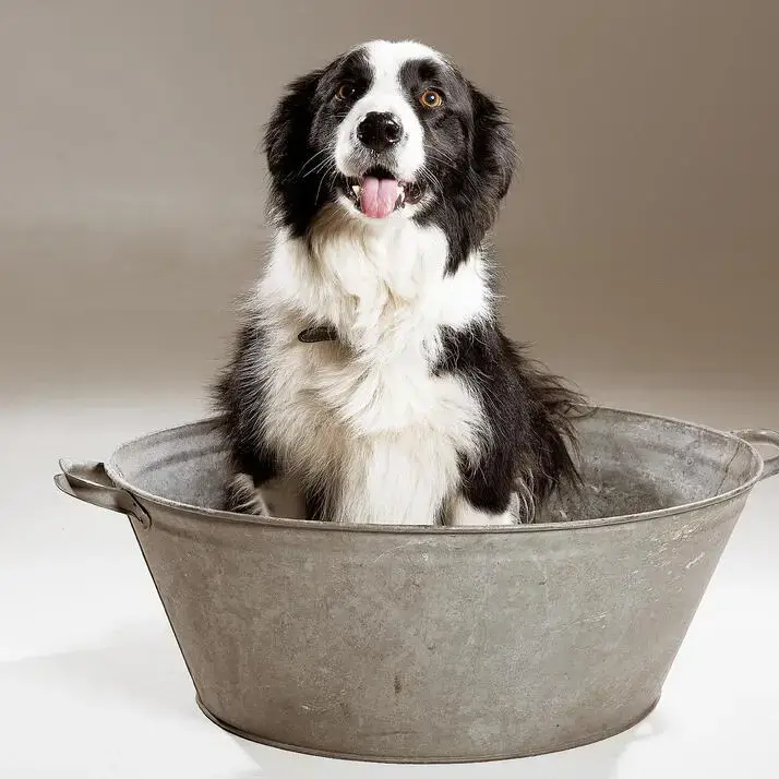 Border Collie