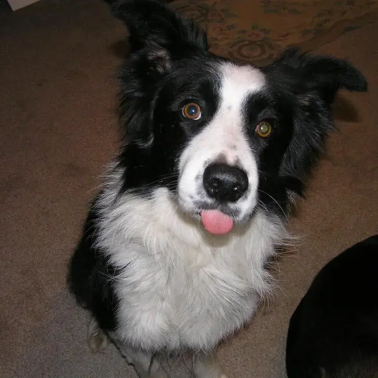 Border Collie