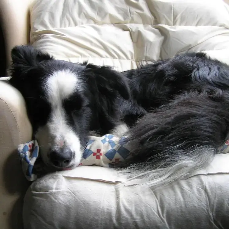 Border Collie