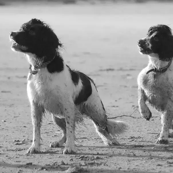 English Springer Spaniel