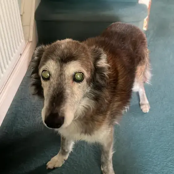 Shetland Sheepdog