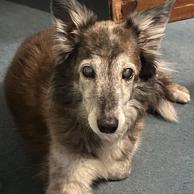 Shetland Sheepdog