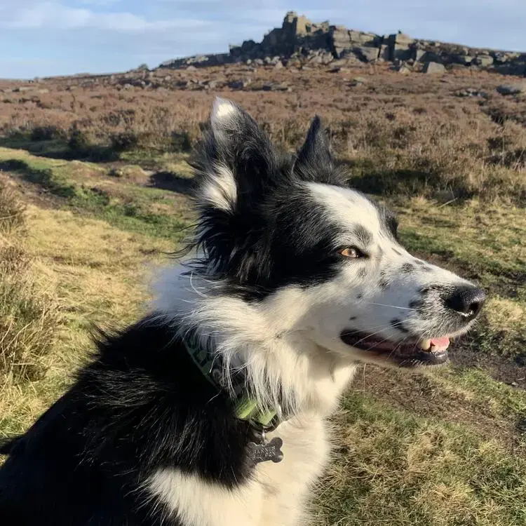 Border Collie