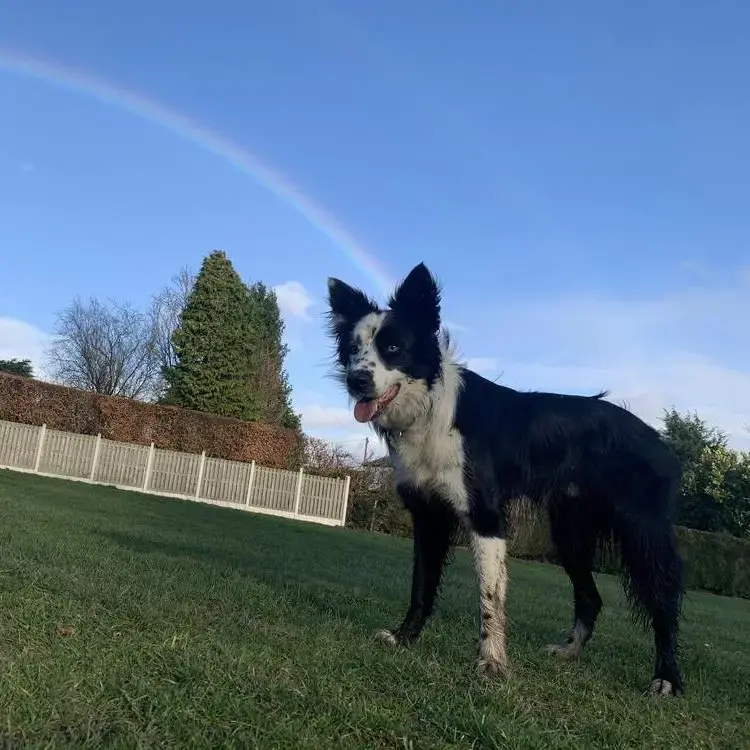 Border Collie