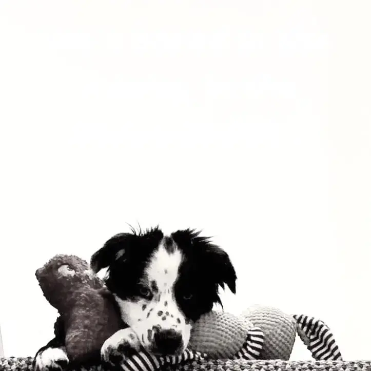 Border Collie