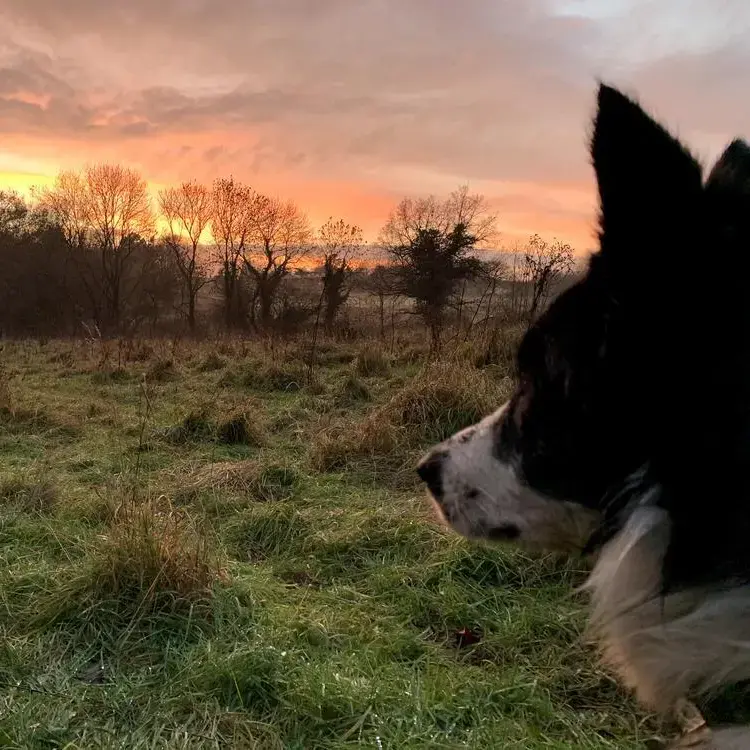 Border Collie