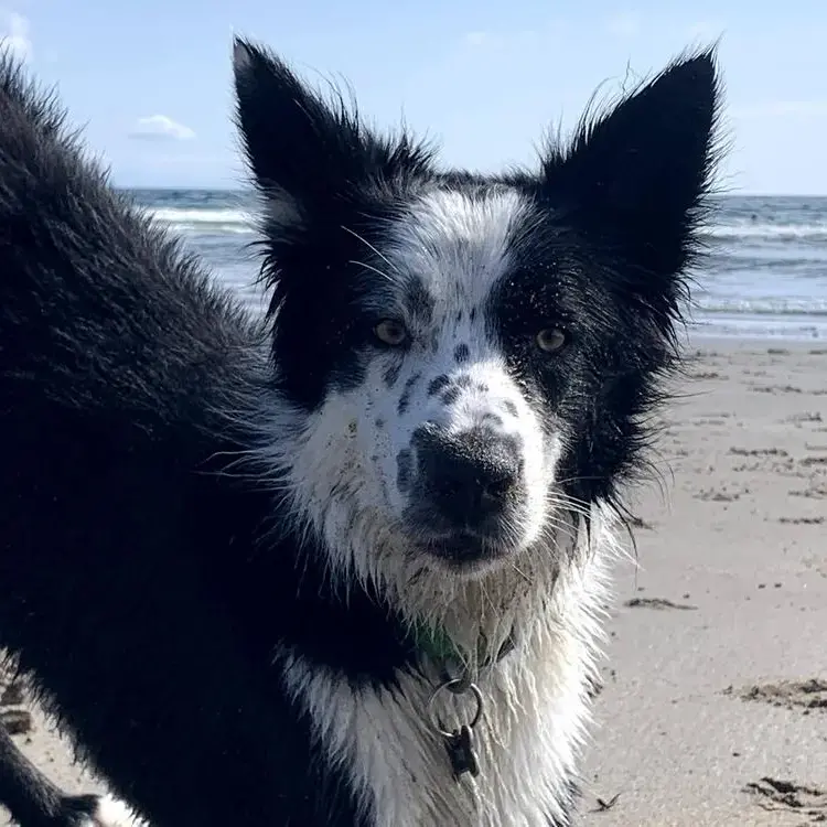 Border Collie