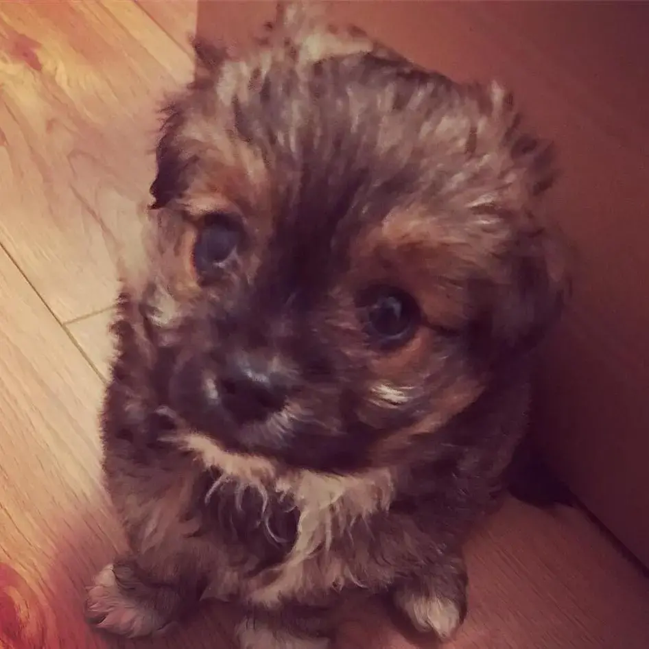 Shorkie