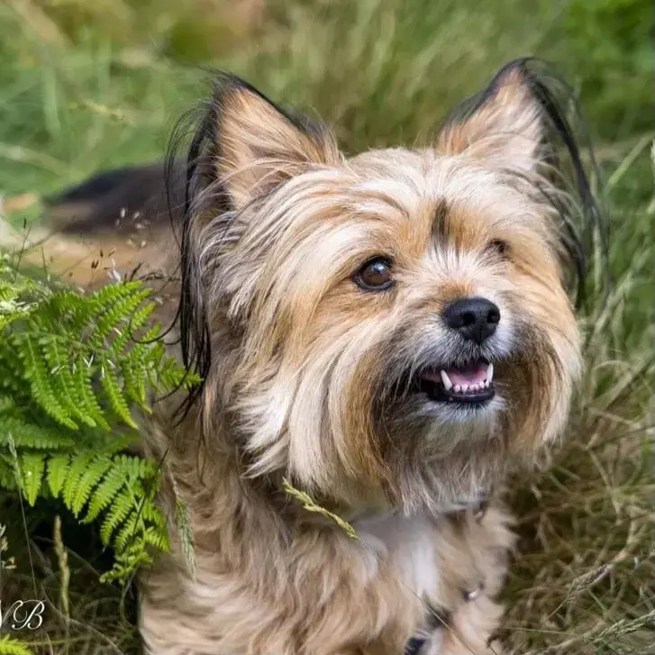 Shorkie