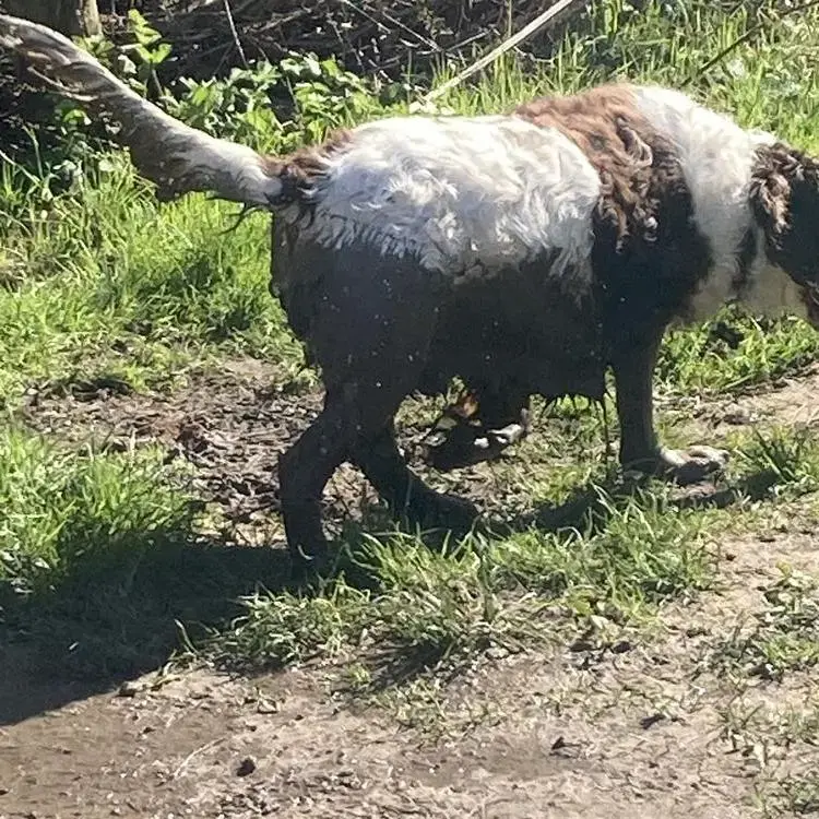 English Springer Spaniel