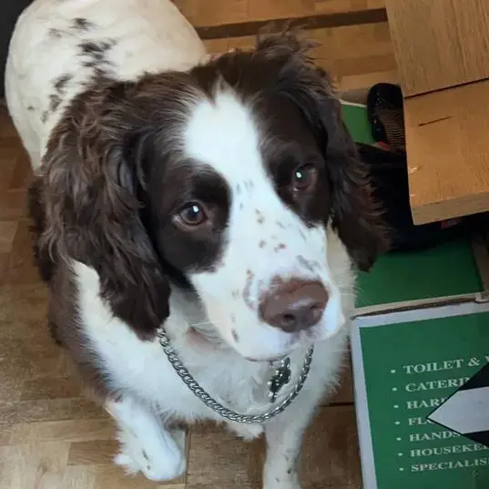 English Springer Spaniel