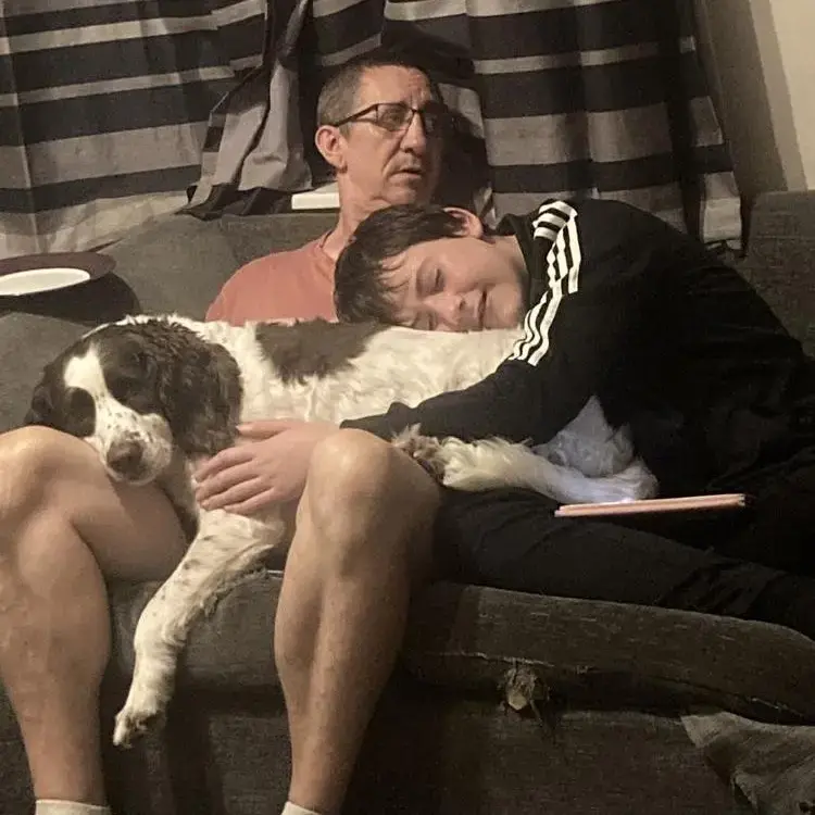 English Springer Spaniel