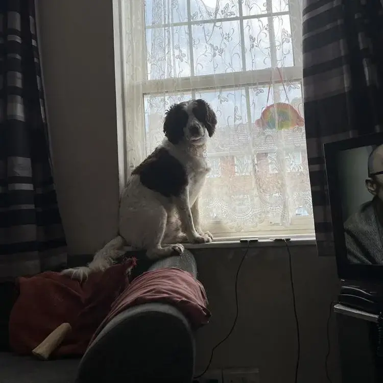 English Springer Spaniel