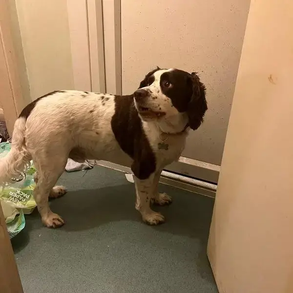 English Springer Spaniel