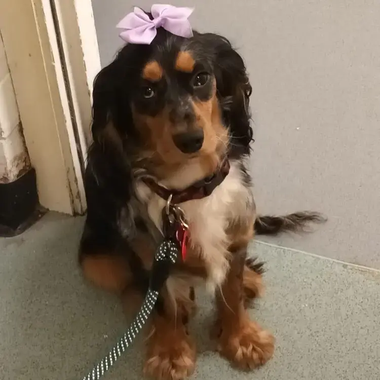 Cocker Spaniel (English)