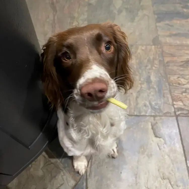 English Springer Spaniel