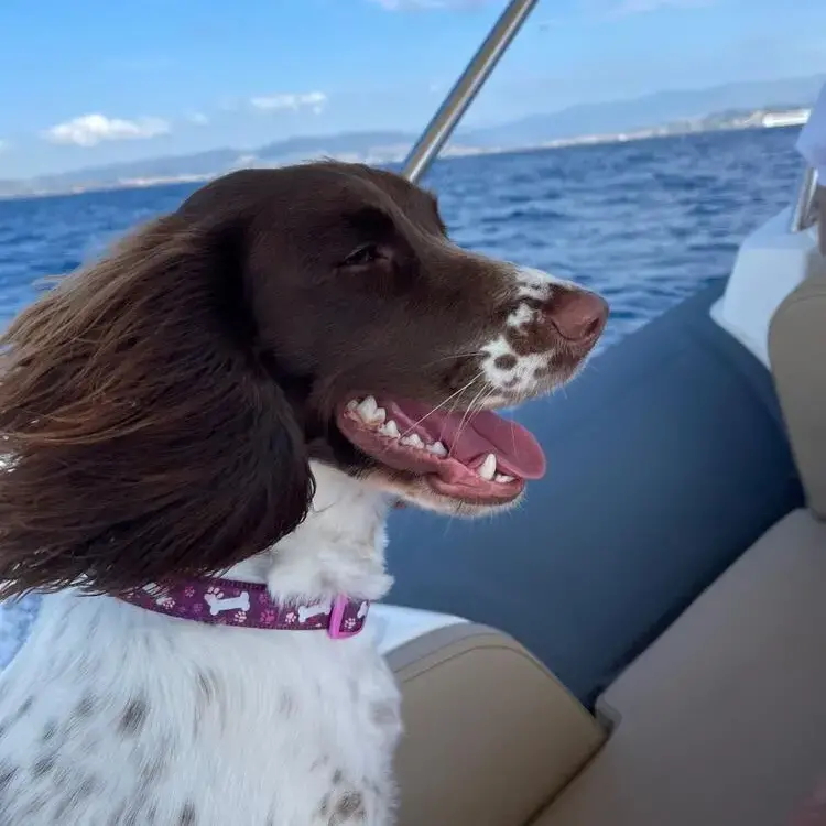 English Springer Spaniel