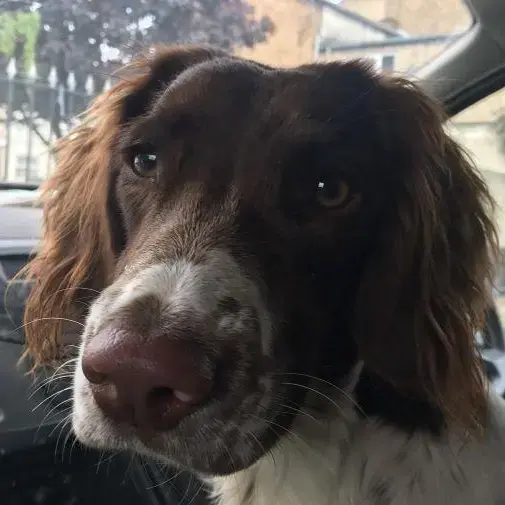 English Springer Spaniel