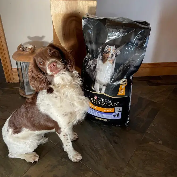 English Springer Spaniel