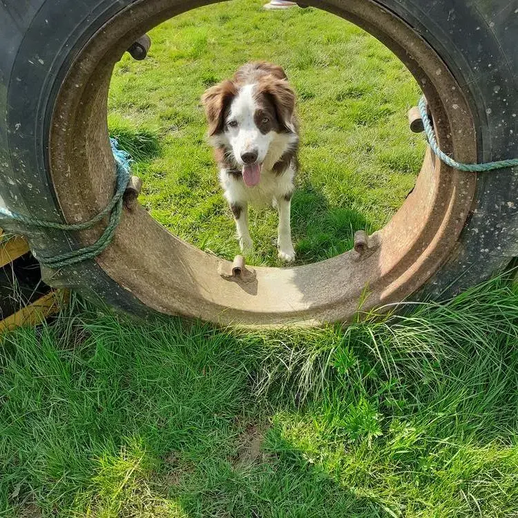Border Collie