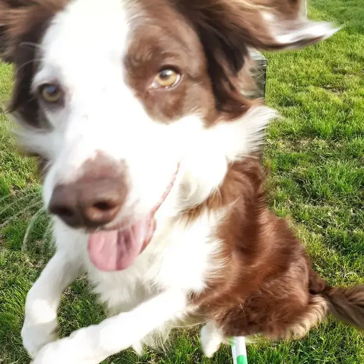 Border Collie