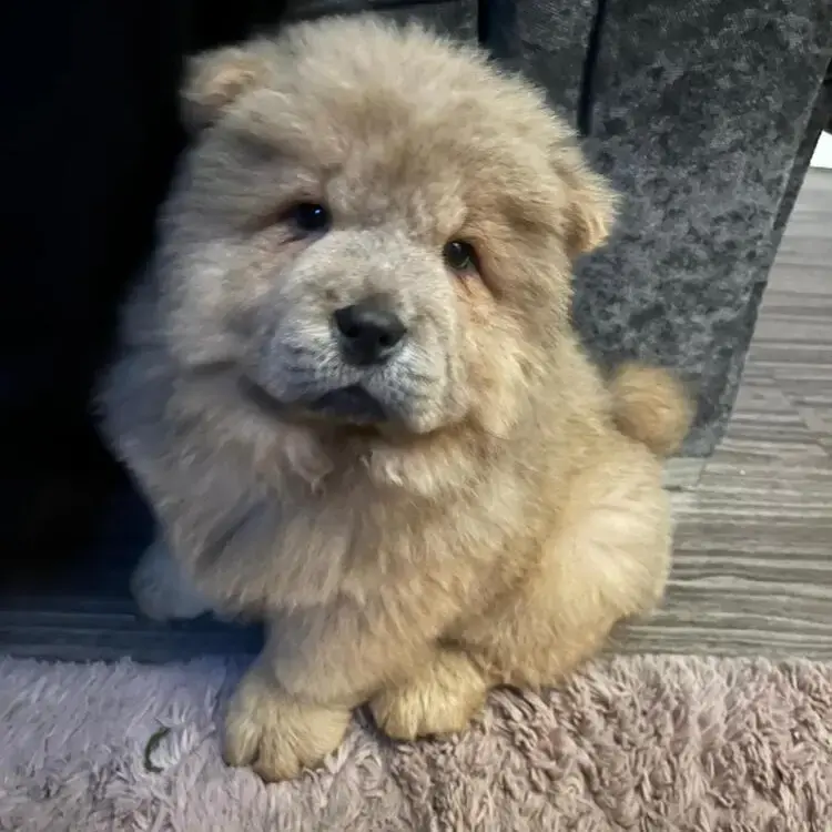 Chow Chow