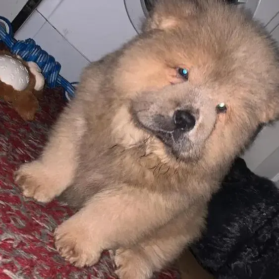 Chow Chow