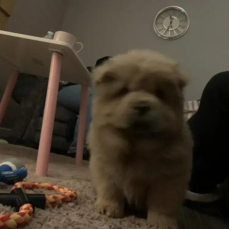 Chow Chow