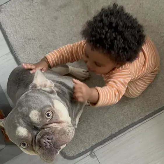 French Bulldog