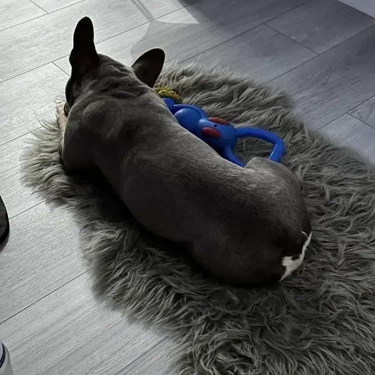 French Bulldog