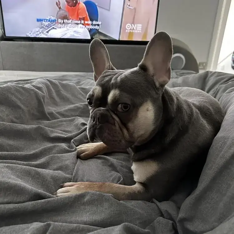 French Bulldog
